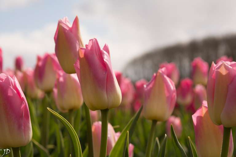 Tulpenvelden