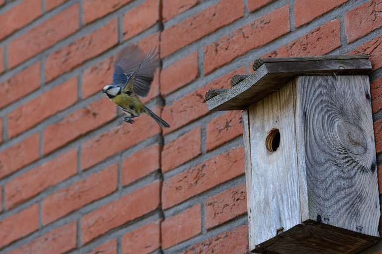 Deze sfeervolle foto toont een koolmees die zijn houten nestkastje verlaat, vastgelegd in volle vlucht. Met uitgespreide vleugels en scherp in beeld brengt de vogel een dynamiek die contrasteert met de rust van de verweerde nestkast en de robuuste bakstenen muur waarop deze bevestigd is. Het kleurenpalet – levendig geel en blauw van de mees tegen het aardse roodbruin van de bakstenen – benadrukt de harmonie tussen natuur en bebouwde omgeving. Een prachtig moment dat de schoonheid van alledaagse biodiversiteit in beeld brengt en uitnodigt om stil te staan bij het leven dat zich direct om ons heen afspeelt.
