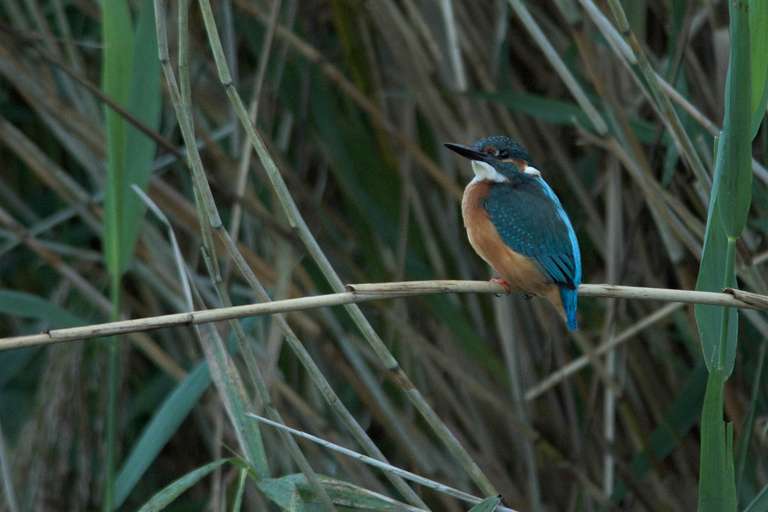 Ijsvogel